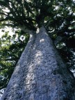 Kauri Tree on Coromandel Peninsula.JPG (74 KB)
